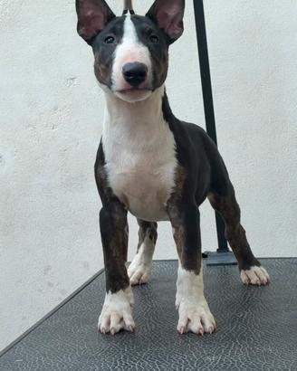 Bull terrier miniature