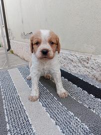 Cuccioli Breton maschi