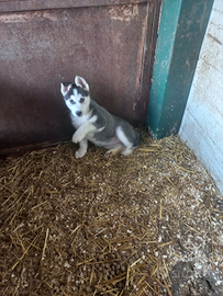 Cucciola di husky