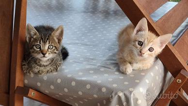 Si Regalano Dolcissimi gattini