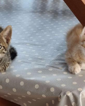 Si Regalano Dolcissimi gattini