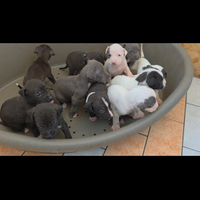 Cuccioli di american pittbull terrier puri