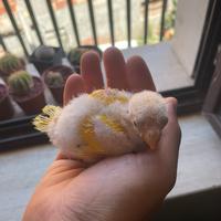 Pullo di Kakariki