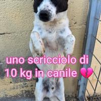 BILLY 5 ANNI 10 kg taglia piccola