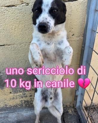 BILLY 5 ANNI 10 kg taglia piccola