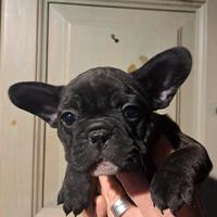 Cucciole di bull dog francese