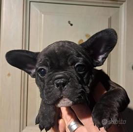 Cucciole di bull dog francese