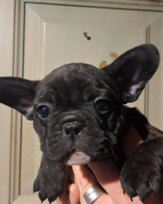 Cucciole di bull dog francese