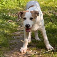 Gerry cucciolo in adozione