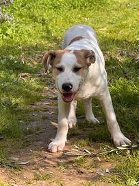 Gerry cucciolo in adozione