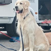Golden retriever per monta