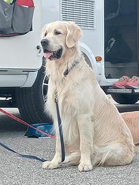 Golden retriever per monta