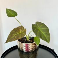 Alocasia Regal Shields