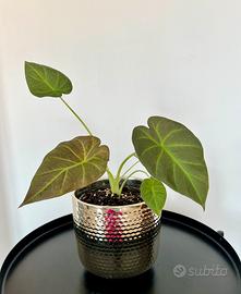 Alocasia Regal Shields