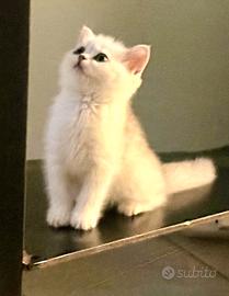 British shorthair e longhair