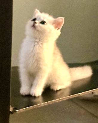 British shorthair e longhair