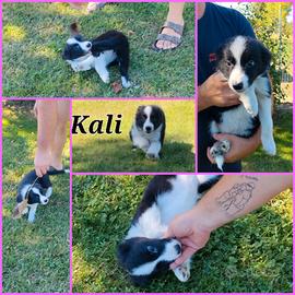 Border collie pedigree enci