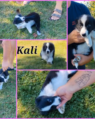 Border collie pedigree enci