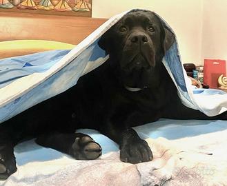 Labrador Biondi & Neri FAVOLOSI