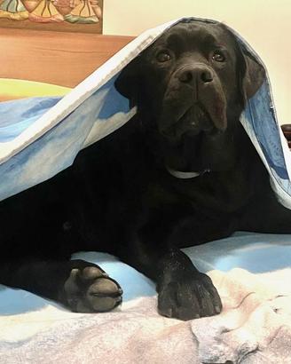 Labrador Biondi & Neri FAVOLOSI