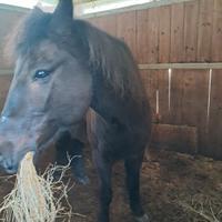 Pony 136