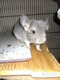 Cucciolino