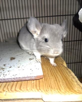 Cucciolino