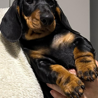 Cucciolo Bassotto Tedesco Nano corto-Pedigree