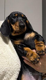 Cucciolo Bassotto Tedesco Nano corto-Pedigree