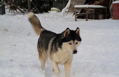 Siberian husky