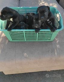 Cane corso