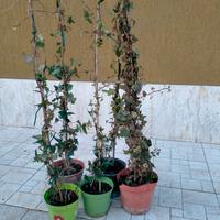 piante di edera a foglie piccole in vaso 