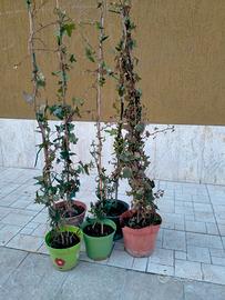 piante di edera a foglie piccole in vaso 