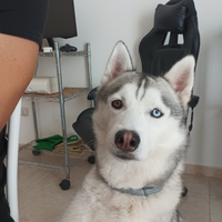Maschio husky con pedigree disponibile per monta