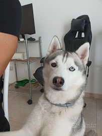 Maschio husky con pedigree disponibile per monta