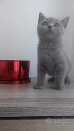 gattina British 