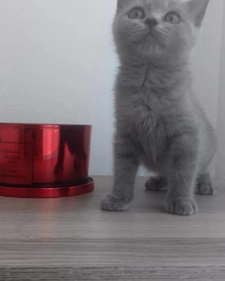 gattina British 
