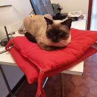 Accoppiamento per gatto siamese maschio Torino