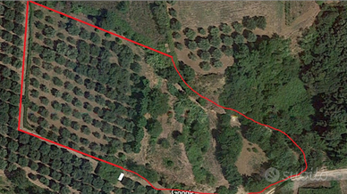 Terreno con bosco e Uliveto