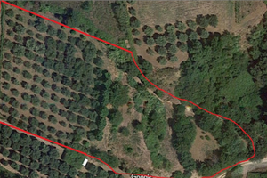 Terreno con bosco e Uliveto