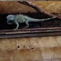 Iguana verde e arancione