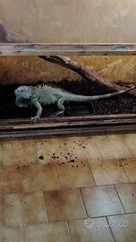 Iguana verde e arancione