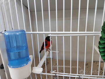 Cardinalino del Venezuela