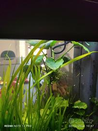 piante da acquario