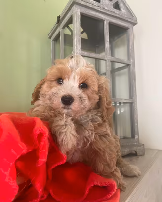 I migliori cuccioli italiani ( maltipoo )