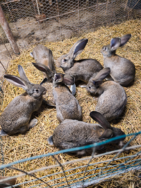 Conigli razza giganti fiandra