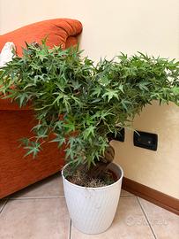 Vaso decorativo grande per la casa con pianta