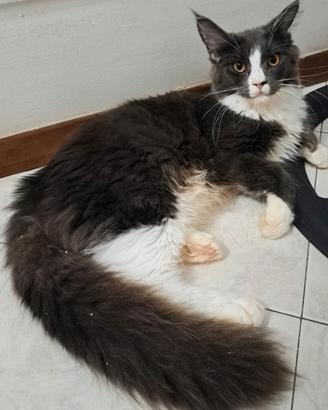 cucciola maine coon