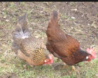 Galline nostrane morozzo