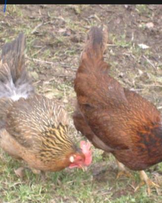Galline nostrane morozzo